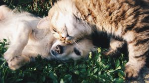 Pet Health Insurance: Assessing the Value in 2024