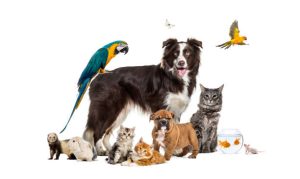 Top Pet Insurance Companies for September 2024