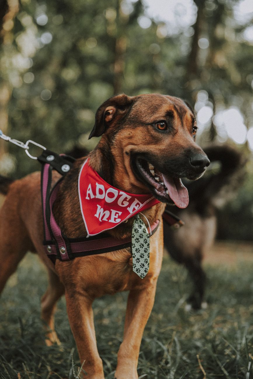 Dicas Essenciais para Adotar Pets